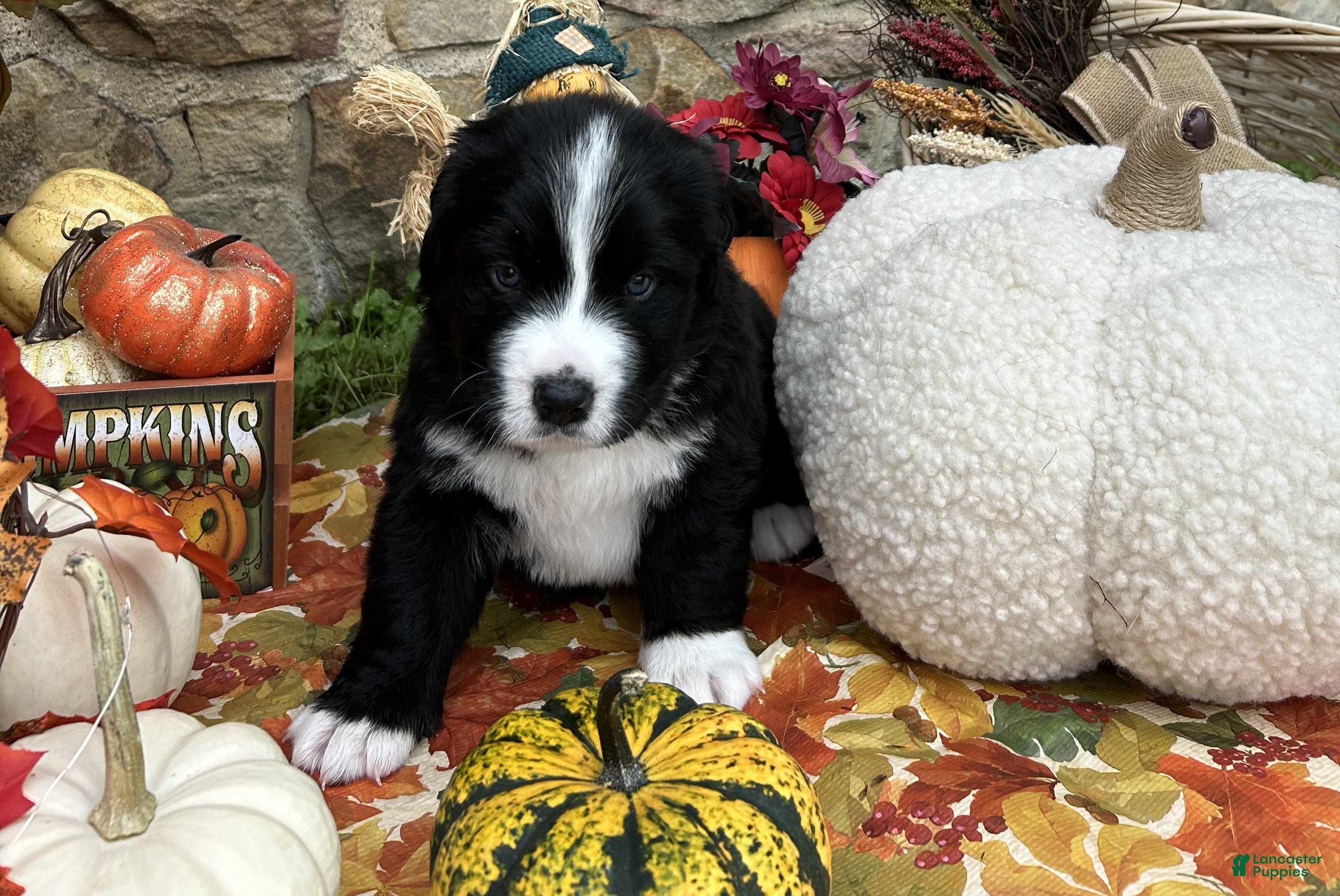 Mixed Breed dogs for sale: Ranger - Ad 2
