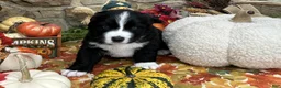 Mixed Breed dogs for sale: Ranger - Ad 2
