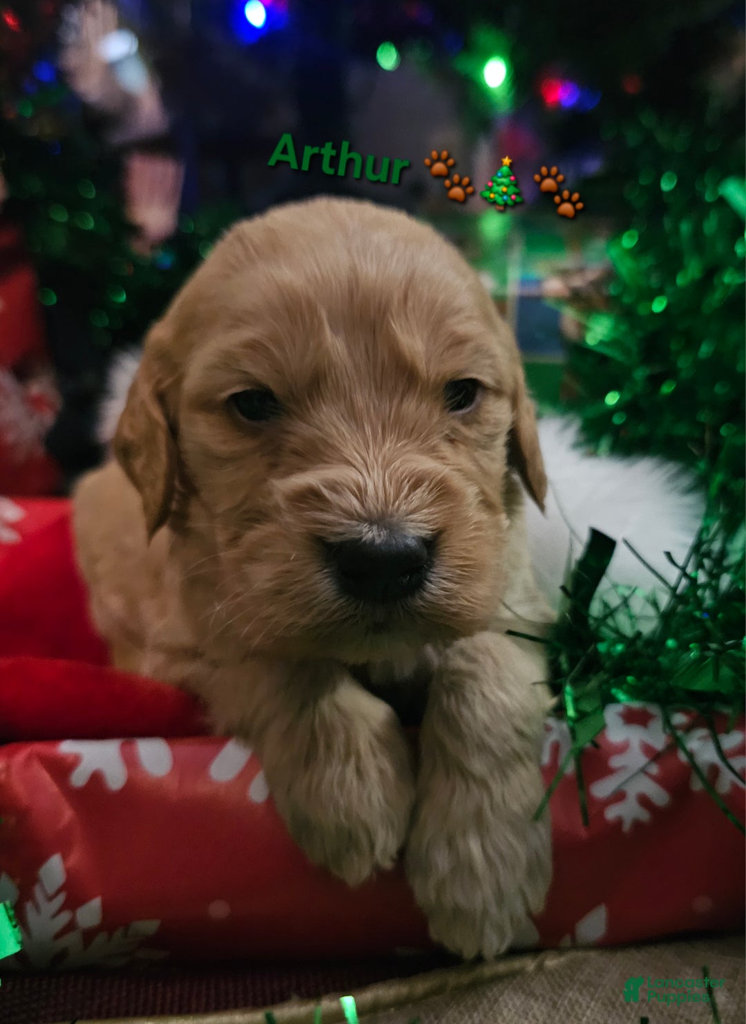 Goldendoodle dogs for sale: Arthur - Ad 1
