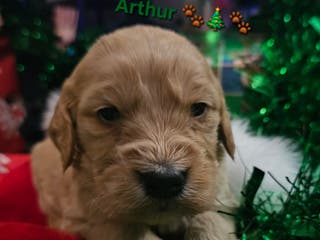 Goldendoodle dogs Arthur - Ad 36