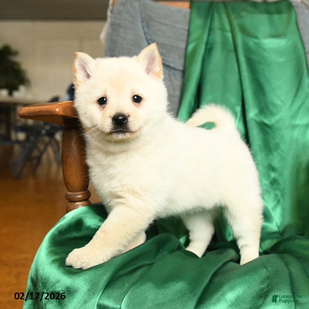 Schipperke dogs for sale: Fiona - Ad 3