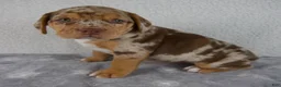 Beabull dogs for sale: Tucker - Ad 3