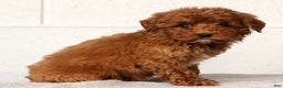 Mini Goldendoodle dogs for sale: Lisa - Ad 5
