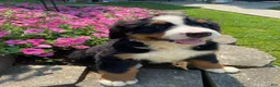 Bernese Mountain Dog dogs for sale: Daisy - Ad 8