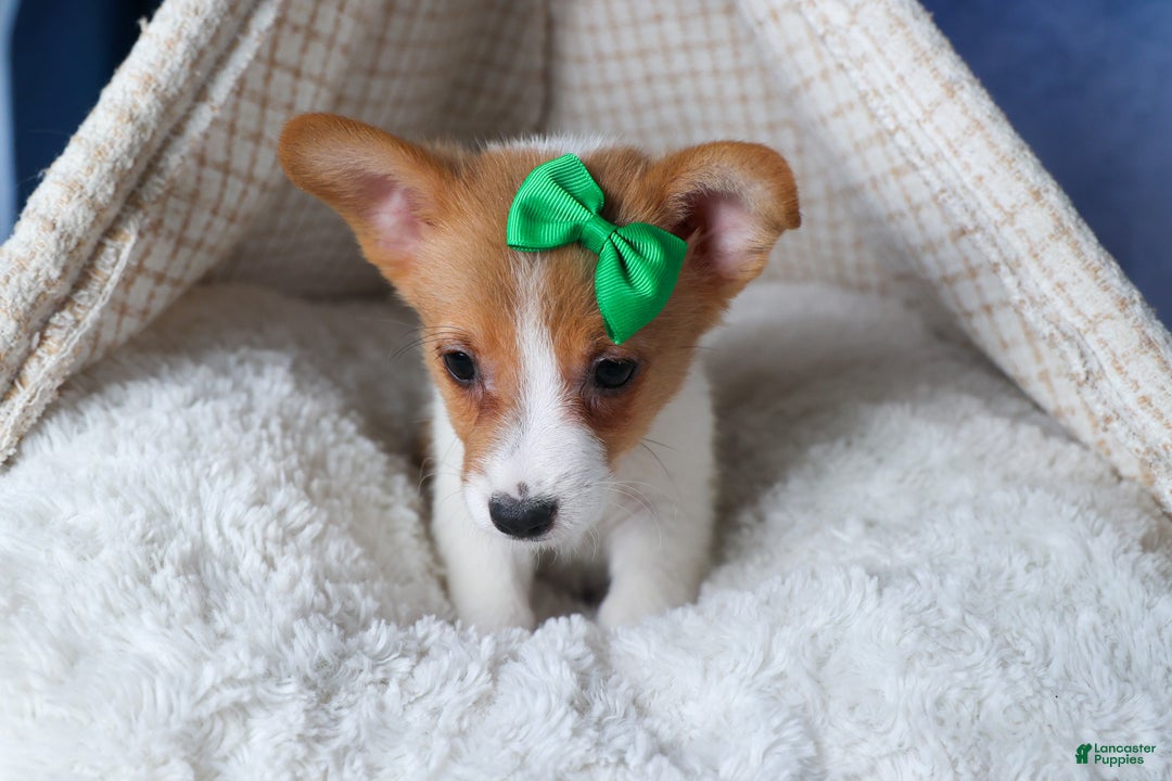 Welsh Corgi Pembroke dogs for sale: Larson - Ad 4