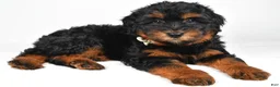 Mini Aussiedoodle dogs for sale: Sadie - Ad 8
