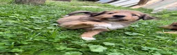 Mixed Breed dogs for sale: Miley - Ad 4