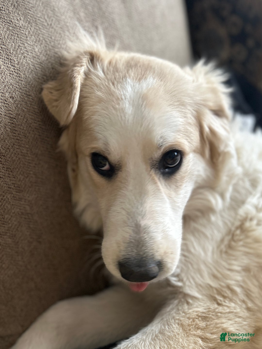 Mixed Breed dogs for sale: Hannah - Ad 5