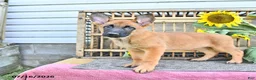 Mixed Breed dogs for sale: Athena - Ad 5