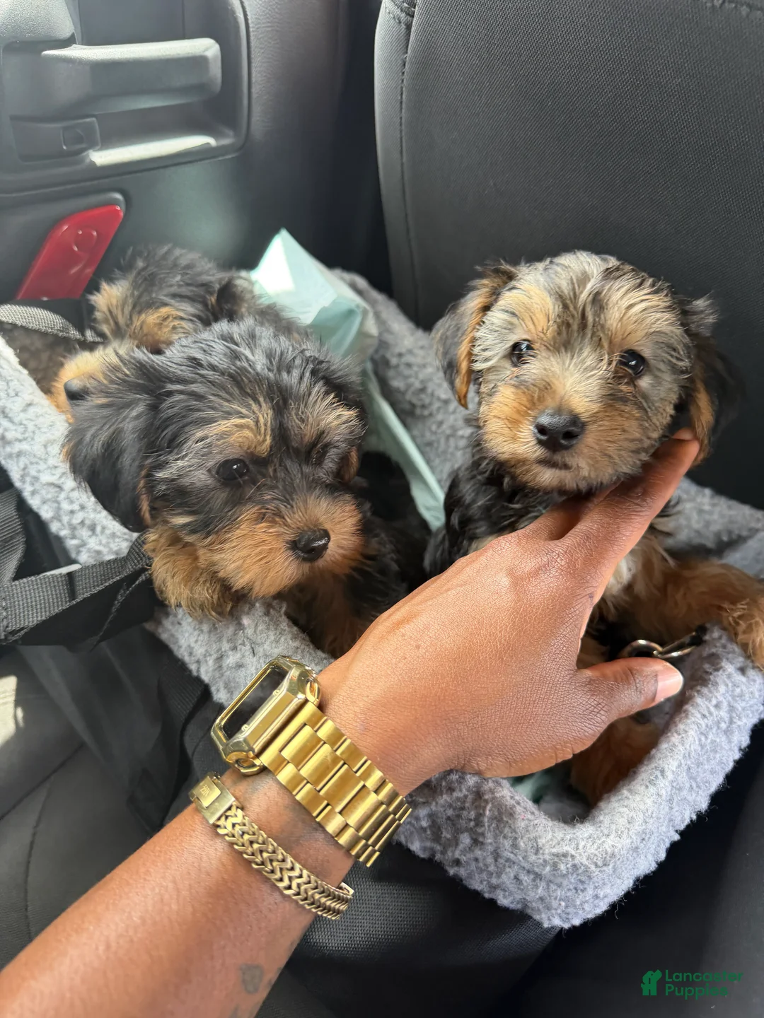Yorkshire Terrier dogs for sale: Yorkshire Terrier Puppy 2 - Ad 2