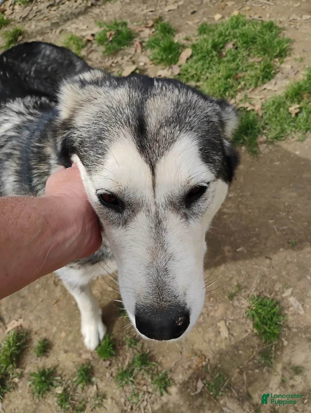 Alaskan Malamute dogs for sale: Alaskan Malamute Puppy 5 - Ad 4