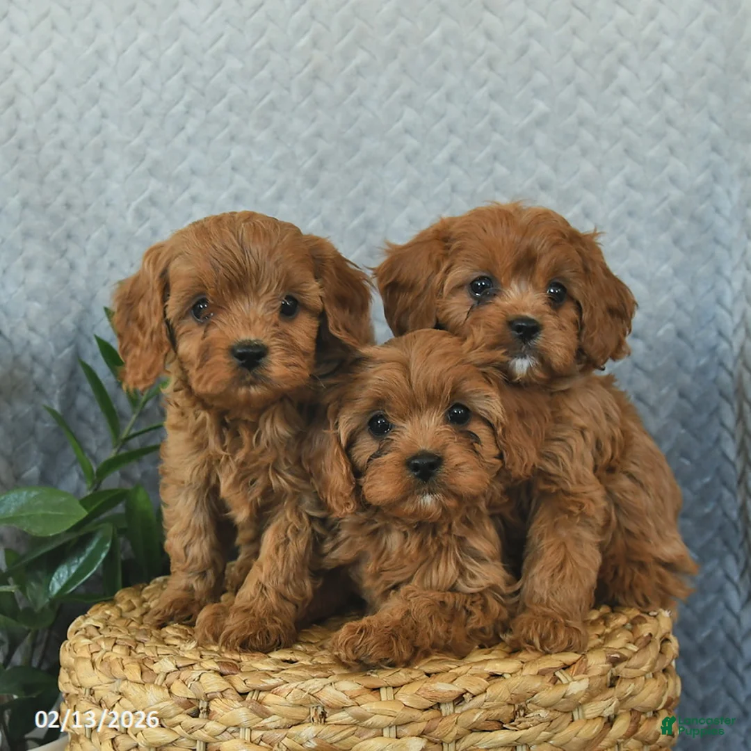 Cavapoo dogs for sale: Murphy  - Ad 5