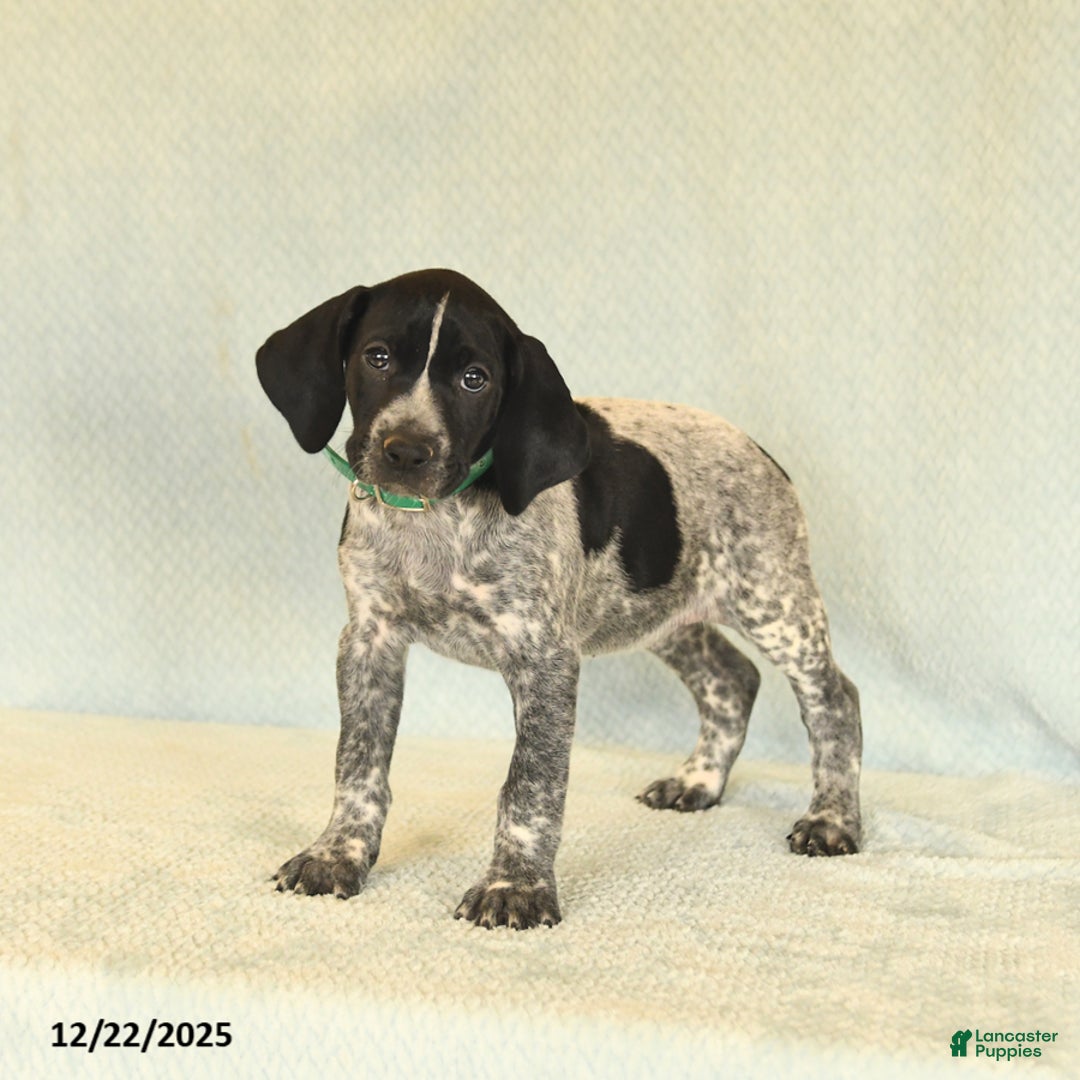 German Shorthaired Pointer dogs for sale: Twila - Ad 3