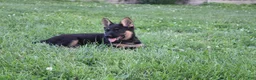 German Shepherd dogs for sale: Jackson - Ad 3
