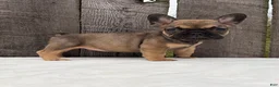 French Bulldog dogs for sale: Carson - Ad 5