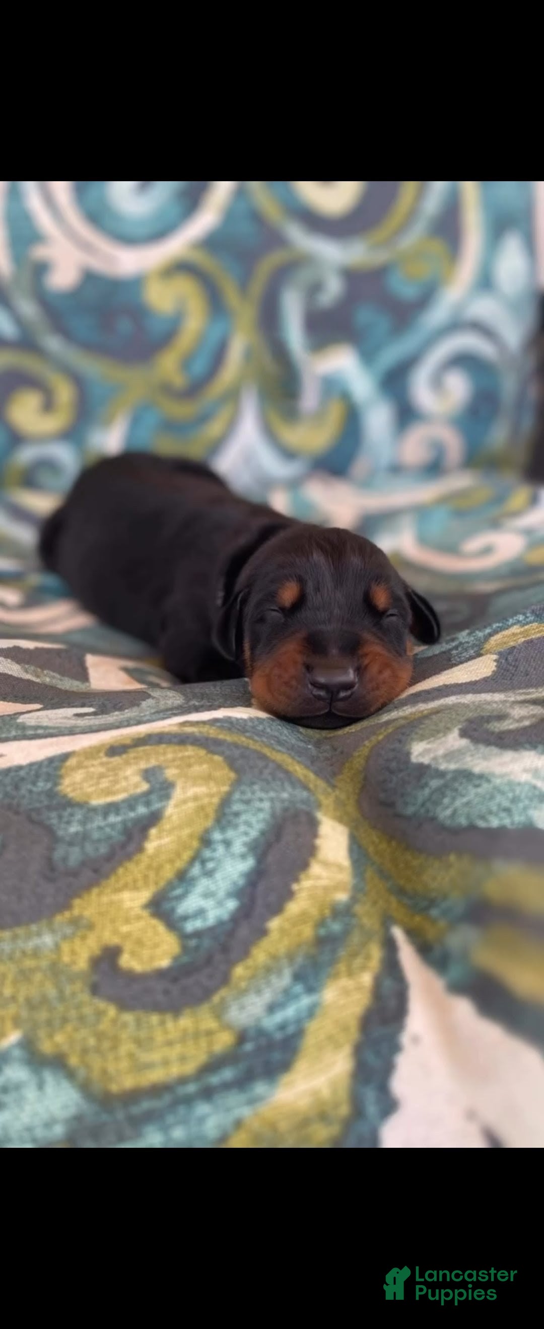 Doberman Pinscher dogs Phantom's Beauty & The Beast "Rickea Jackson" European - Ad 42
