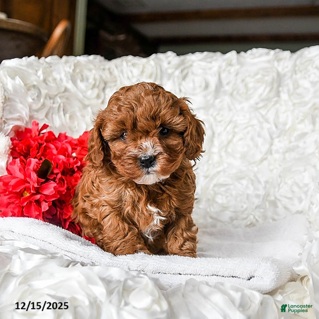 Cavapoo dogs for sale: Holly - Ad 2