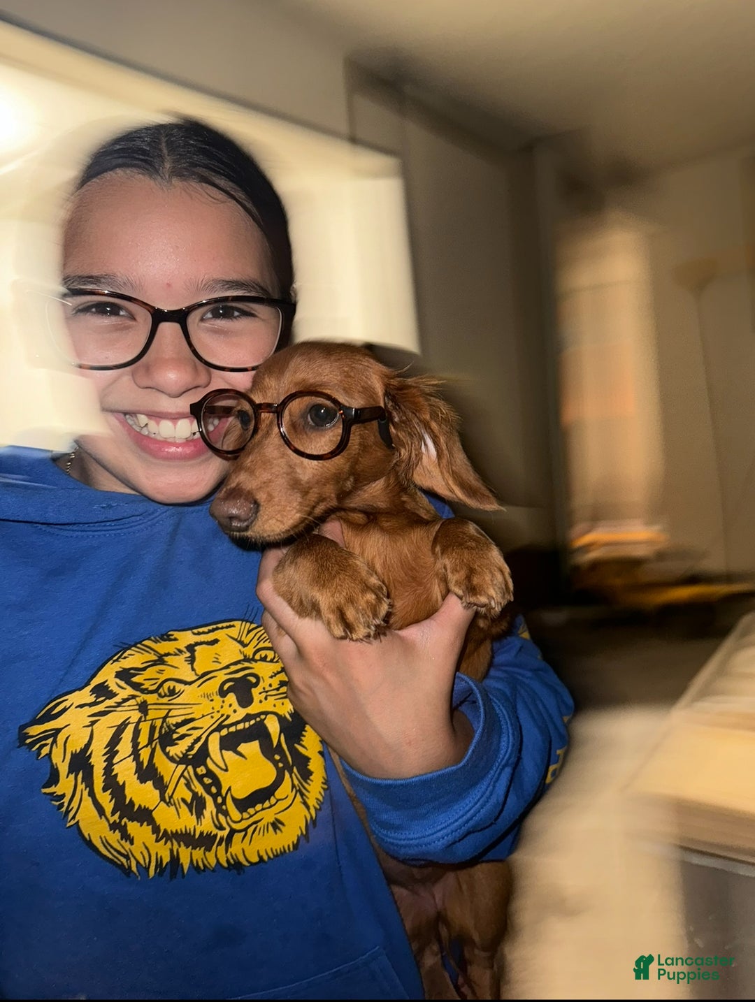 Miniature Dachshund dogs for sale: Choco - Ad 5