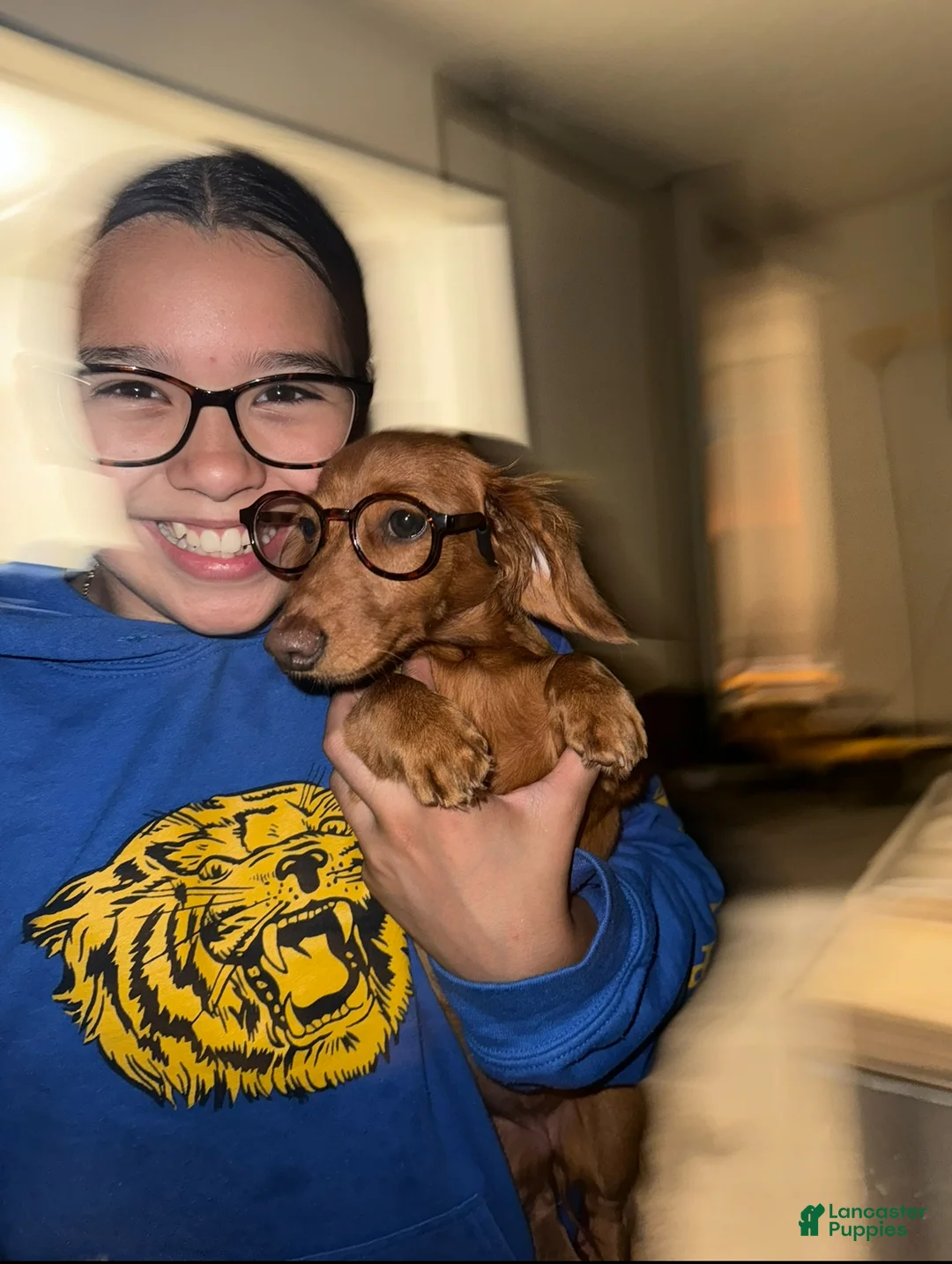 Miniature Dachshund dogs for sale: Peanut - Ad 7