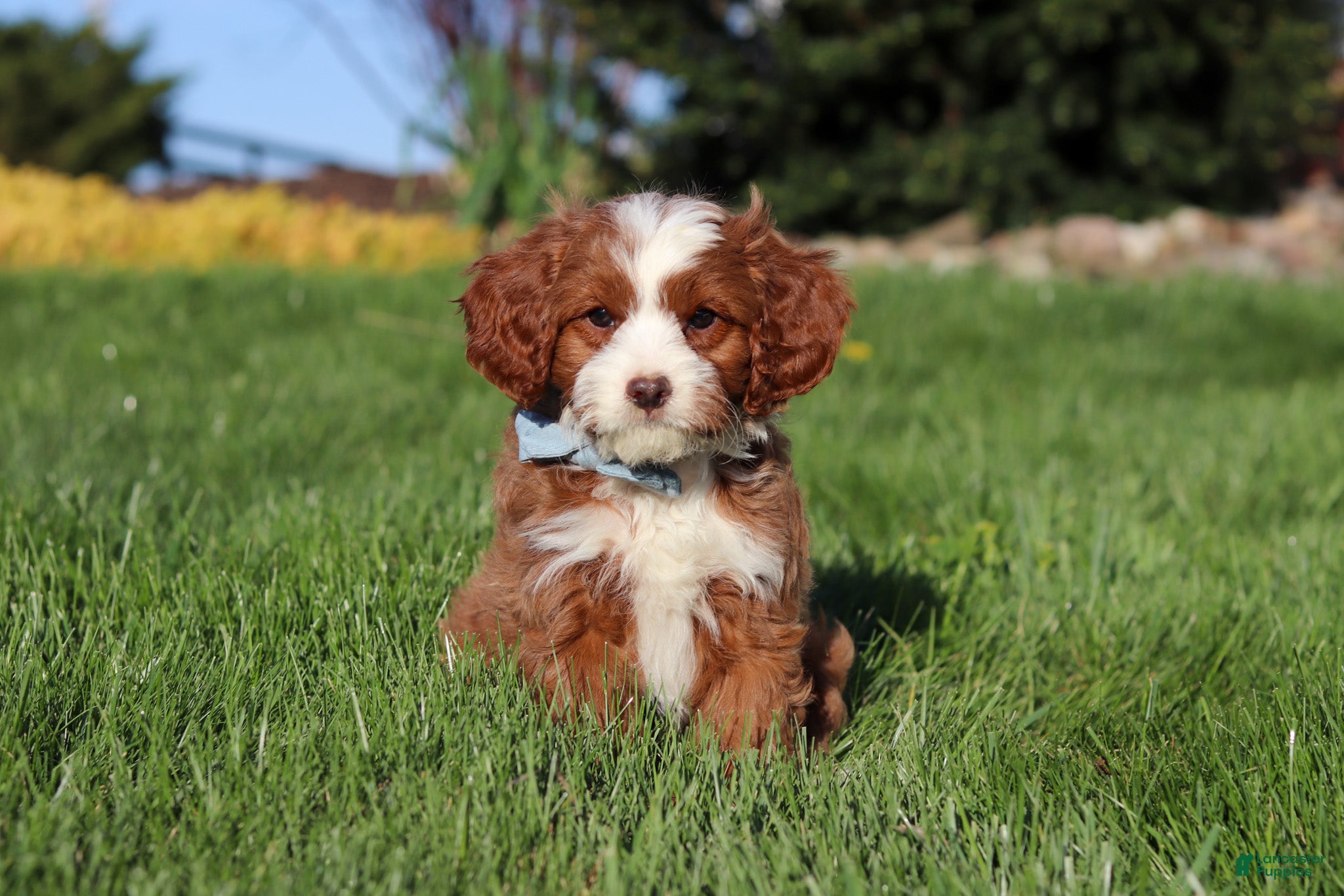 Cavapoo dogs Bruno - Ad 2