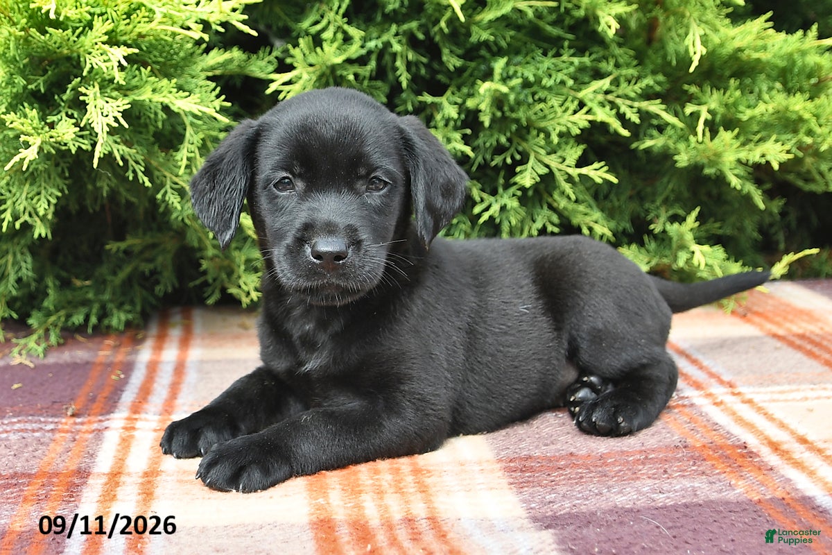Labrador Retriever dogs Kelsey - Ad 2