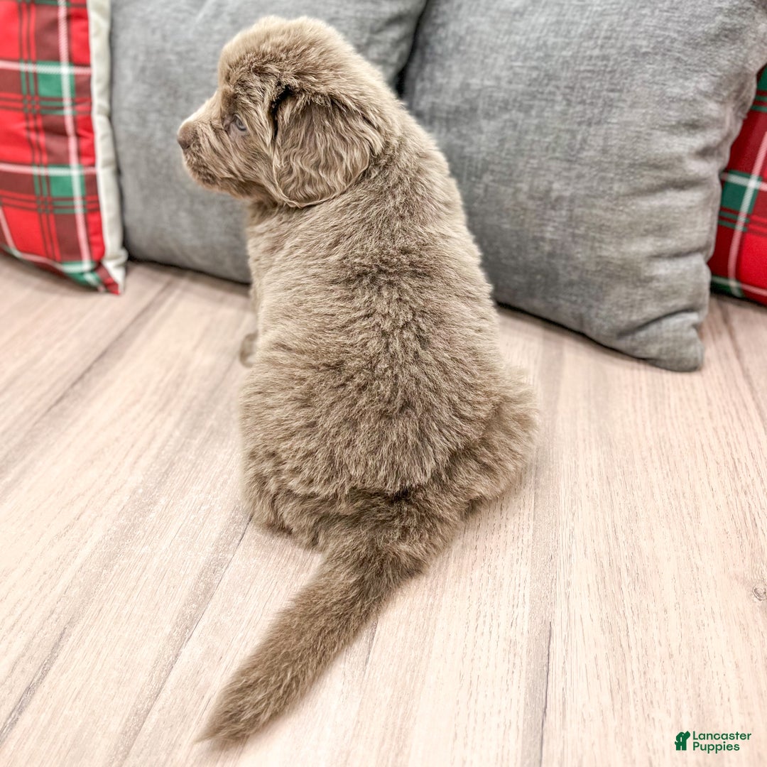 Newfoundland dogs for sale: Aspen - Ad 5