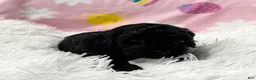Cavapoo dogs for sale: Stella - Ad 8