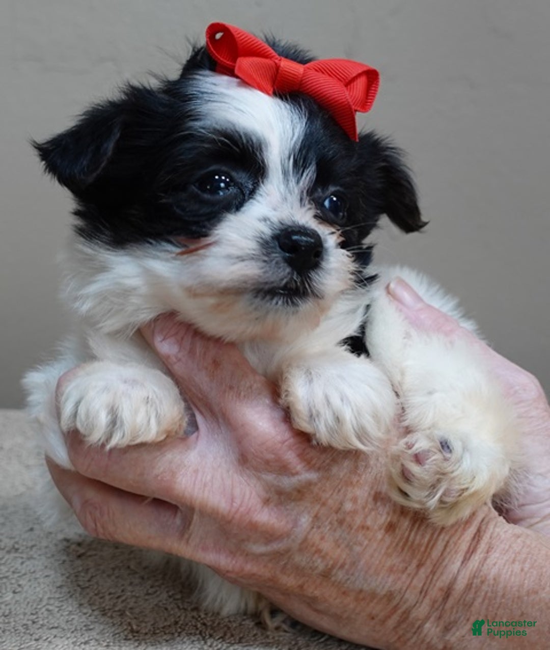 Yorkshire Terrier dogs for sale: Presley dob 10/13 - Ad 10