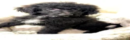 Yorkiepoo dogs for sale: Tuxedo  - Ad 2