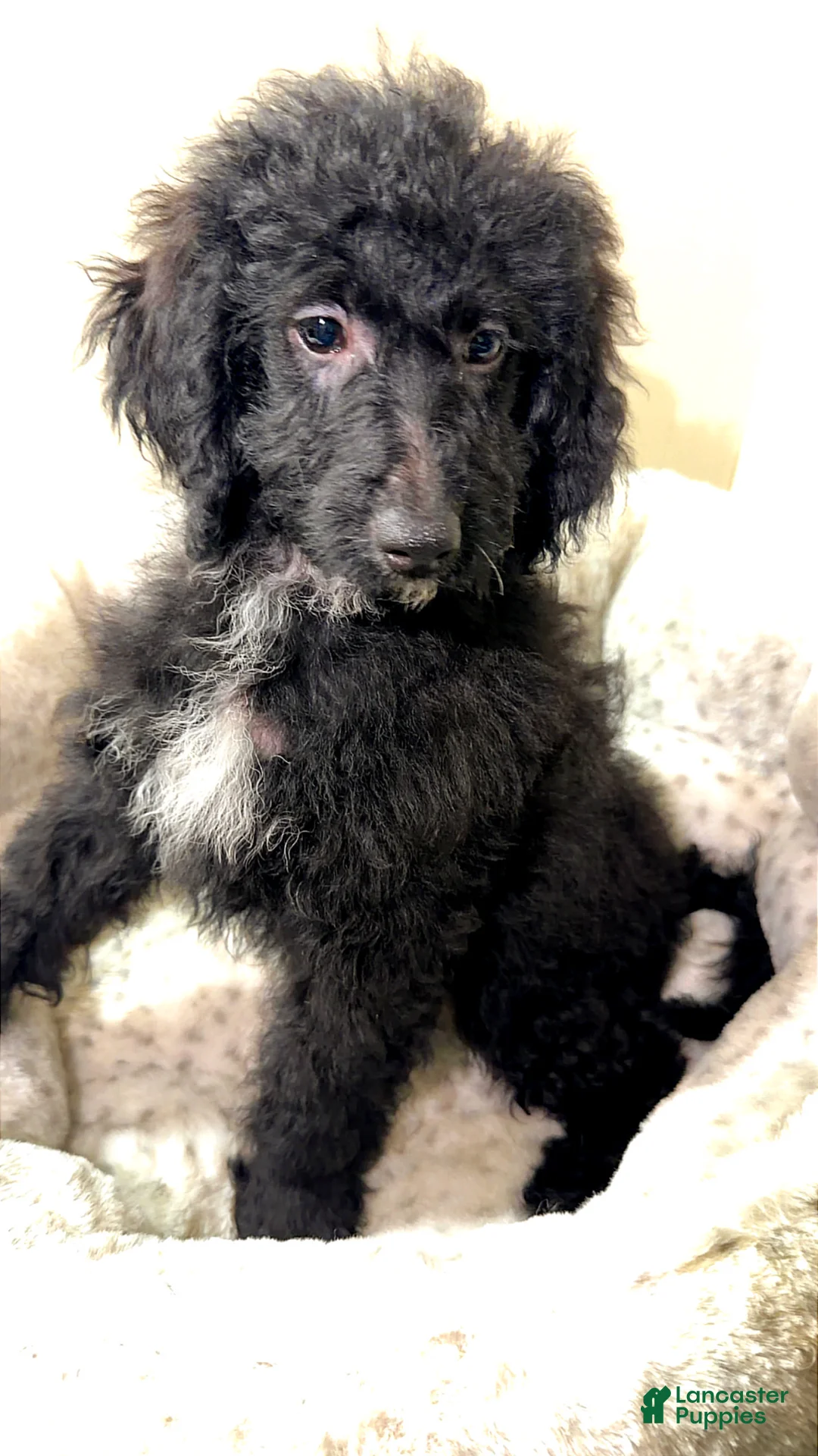 Yorkiepoo dogs for sale: Tuxedo  - Ad 2