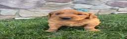 Golden Retriever dogs for sale: Rowdy - Ad 1