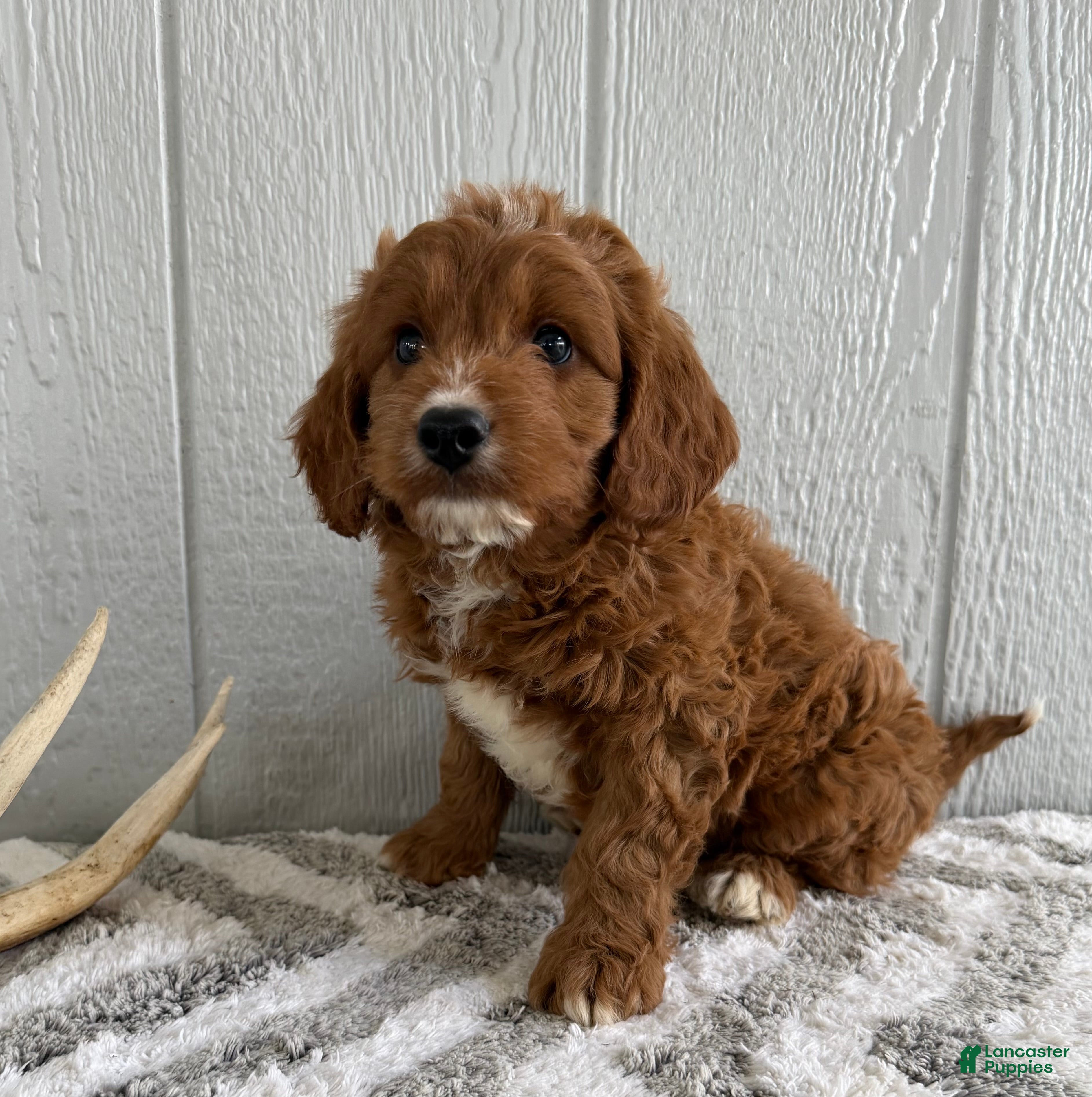 Mini Goldendoodle dogs Ricky - Ad 2