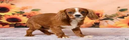 Cavalier King Charles Spaniel dogs for sale: Clyde - Ad 4