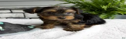 Morkie dogs for sale: Willow - Ad 4