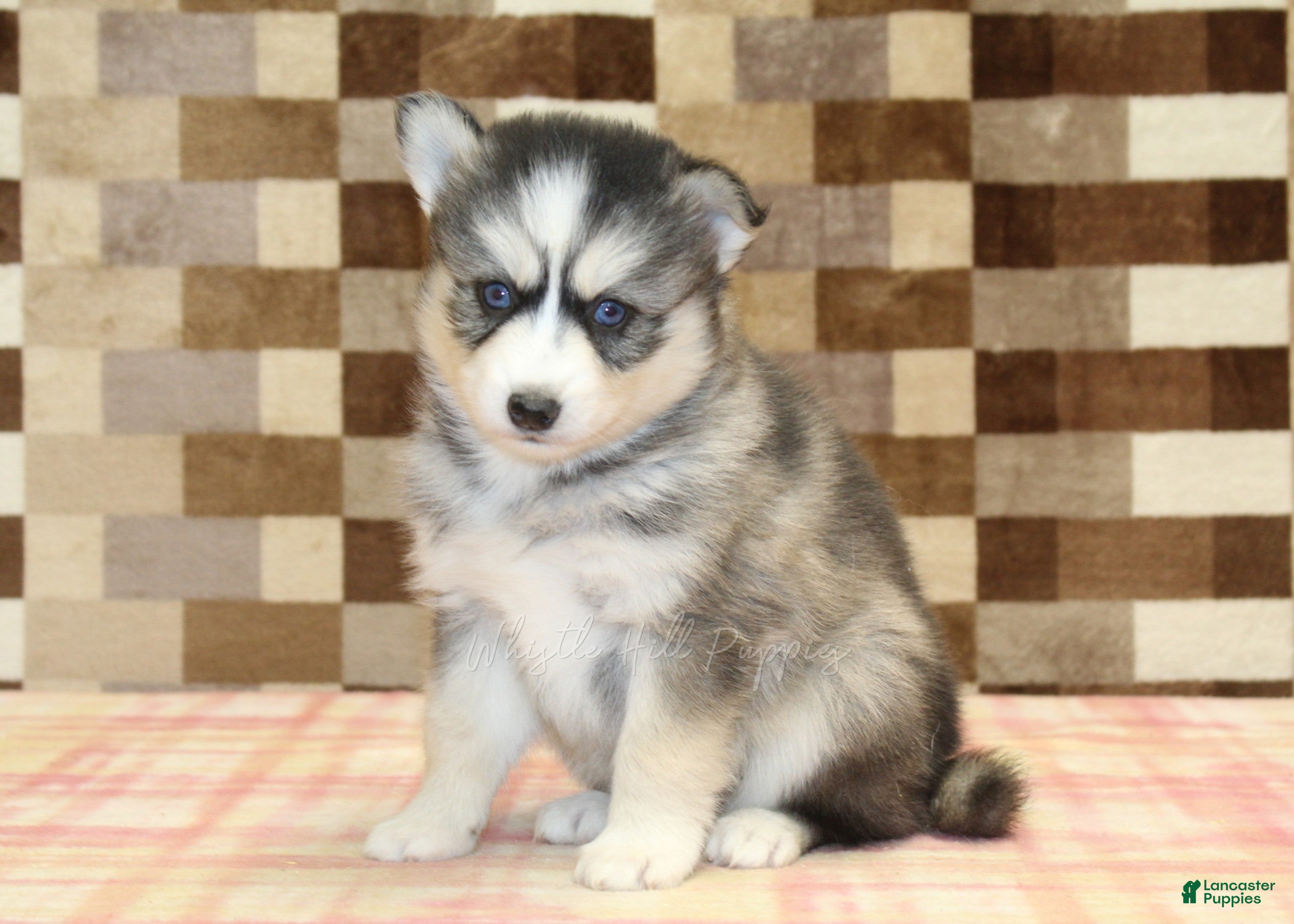 Pomsky dogs Willow - Ad 1