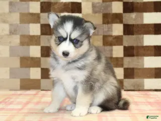 Pomsky dogs for sale: Willow - Ad 3