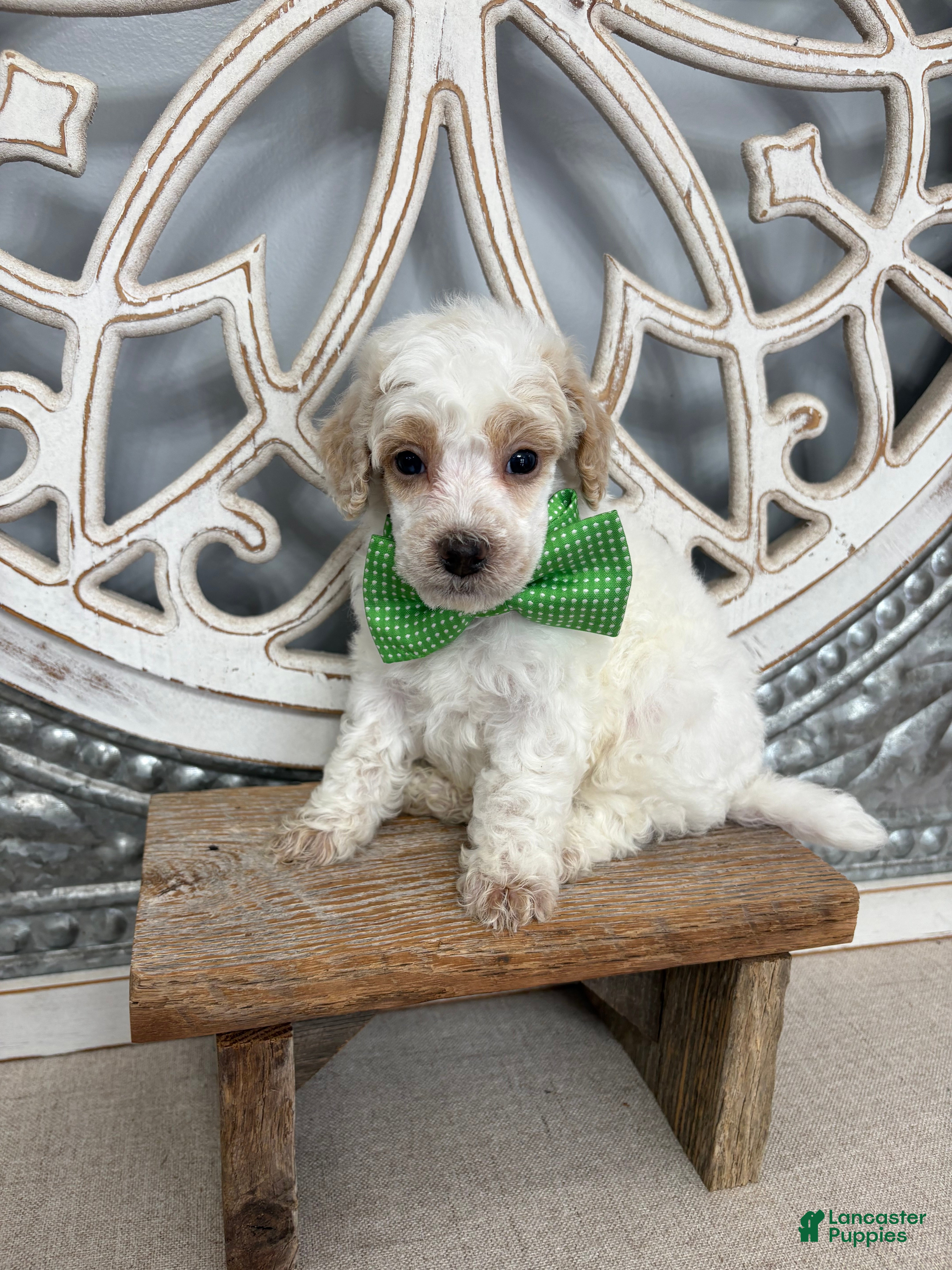 Miniature Poodle dogs Green collar “Fred” - Ad 1