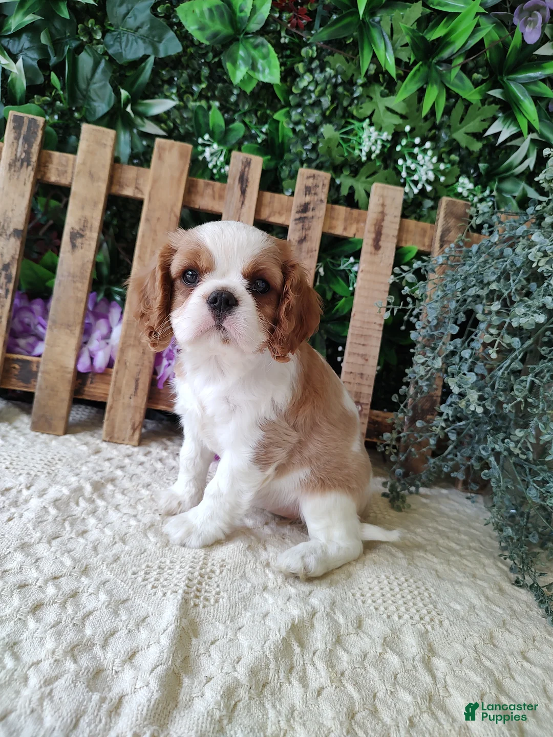 Cavalier King Charles Spaniel dogs for sale: Brittany  - Ad 1