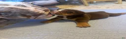 English Bulldog dogs for sale: Chunks - Ad 4