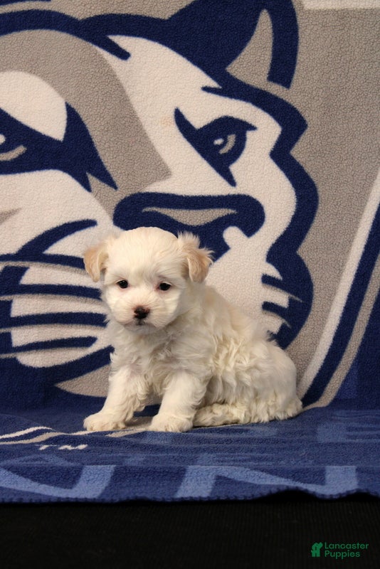 Maltipoo dogs Ivan - Ad 2