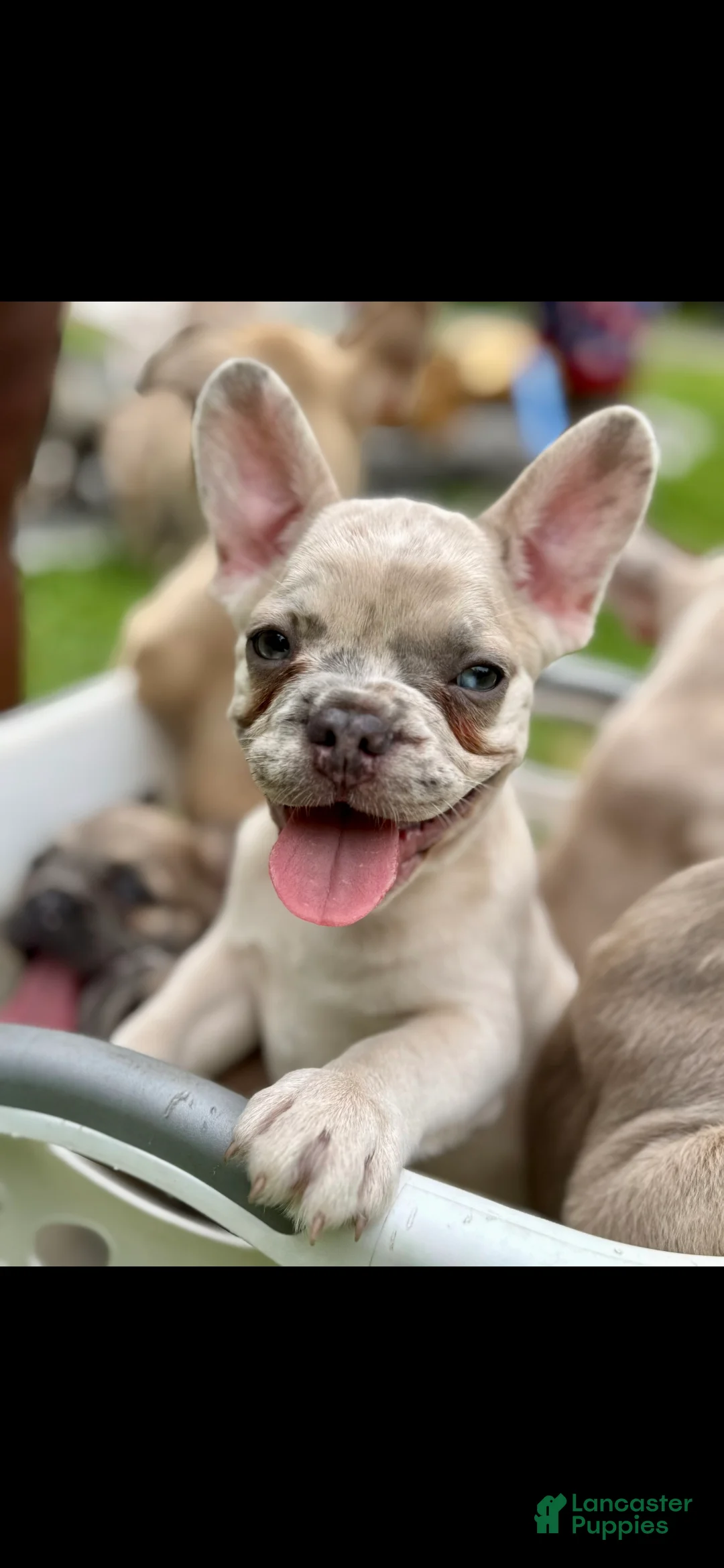 French Bulldog dogs for sale: Zeus - Ad 1
