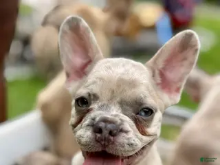 French Bulldog dogs Zeus - Ad 6