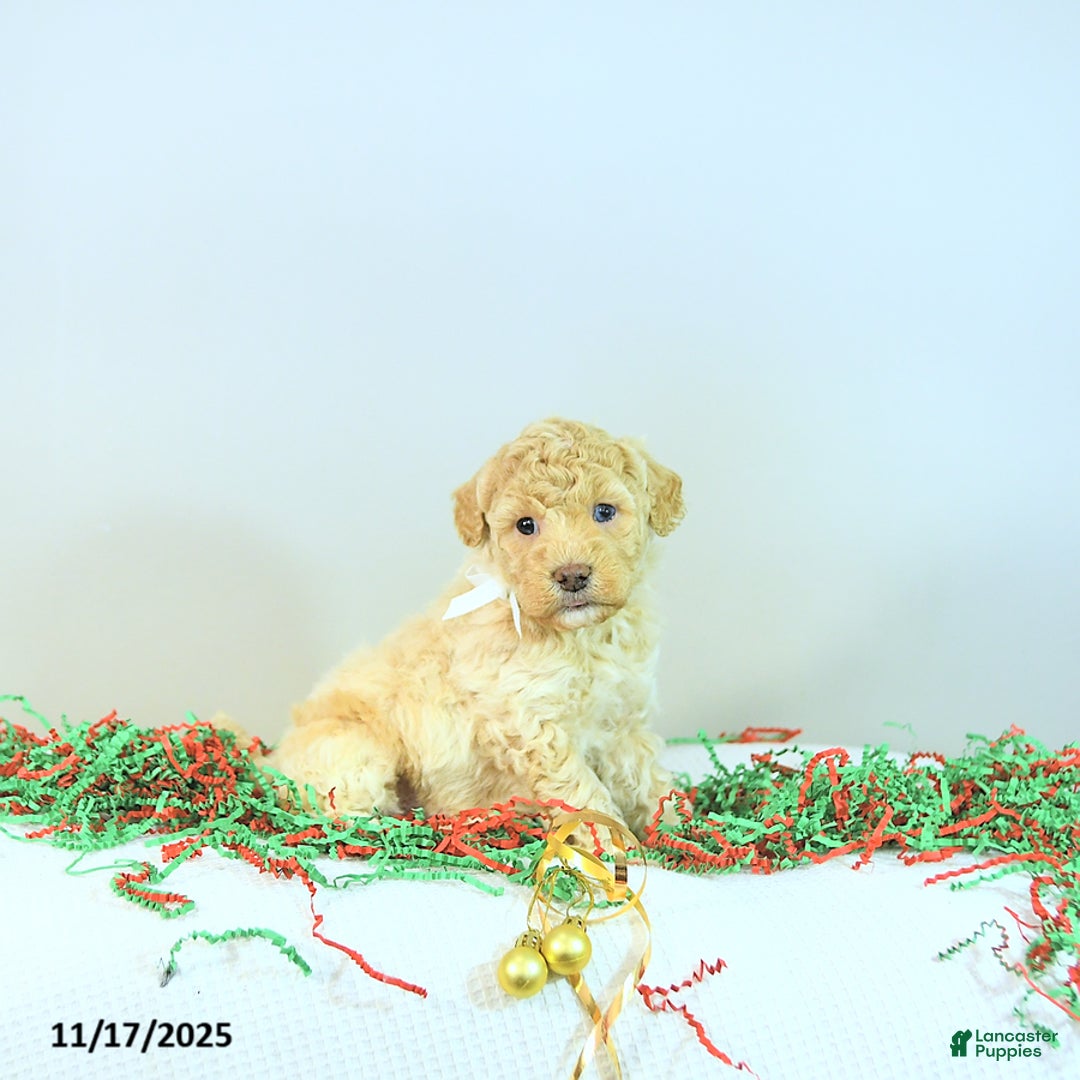 Miniature Poodle dogs for sale: Archie - Ad 10