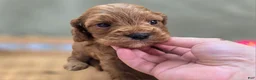 Cockapoo dogs for sale: Cashmere - Ad 18