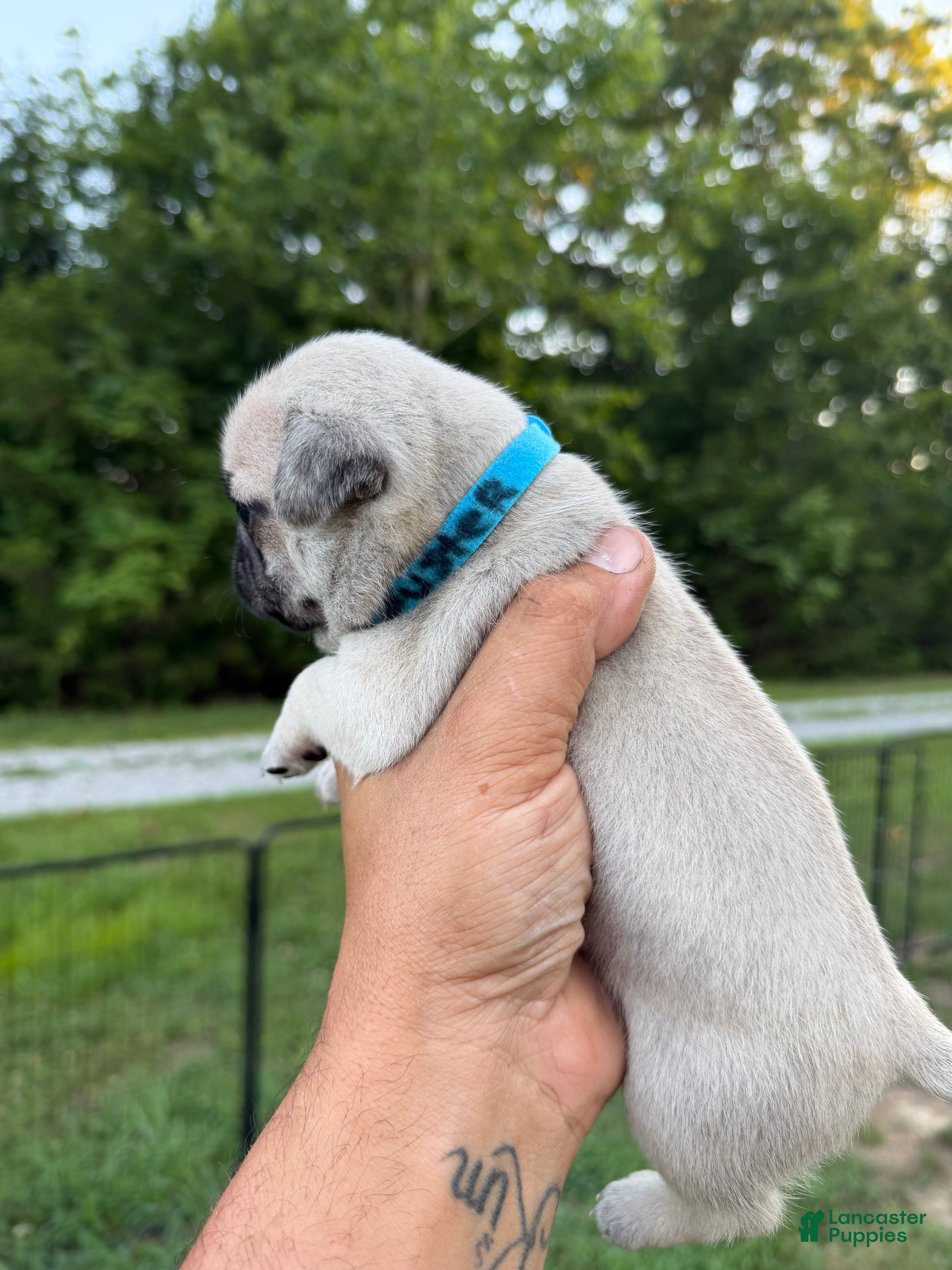 Pug dogs buster BLUE collar - Ad 20