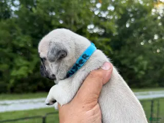 Pug dogs buster BLUE collar - Ad 26