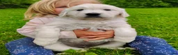 Golden Retriever dogs for sale: Molly - Ad 5
