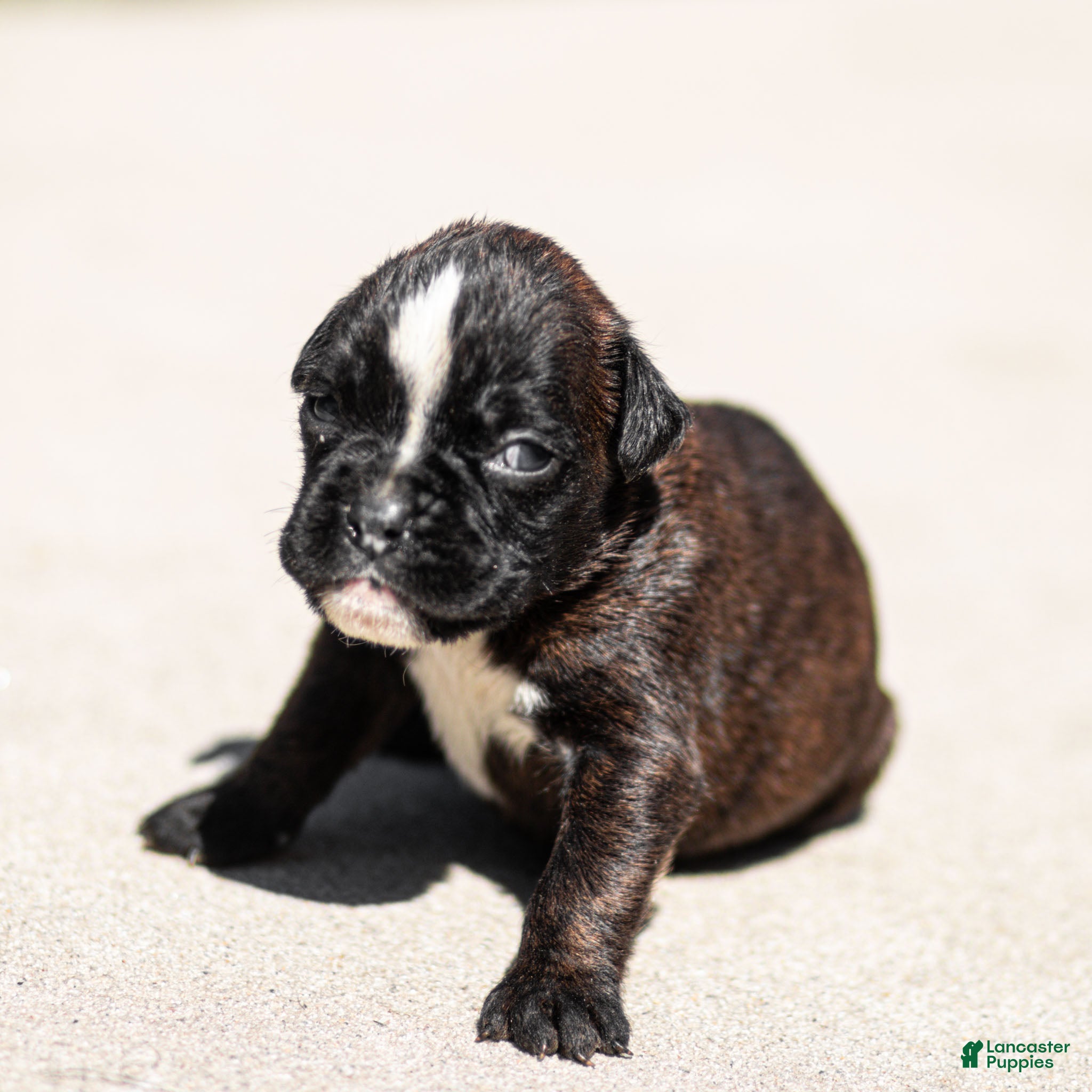 Boxer dogs Lucy Boxer Puppy  - Ad 1