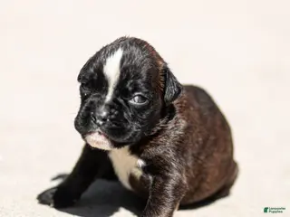 Boxer dogs for sale: Lucy Boxer Puppy - Ad 4