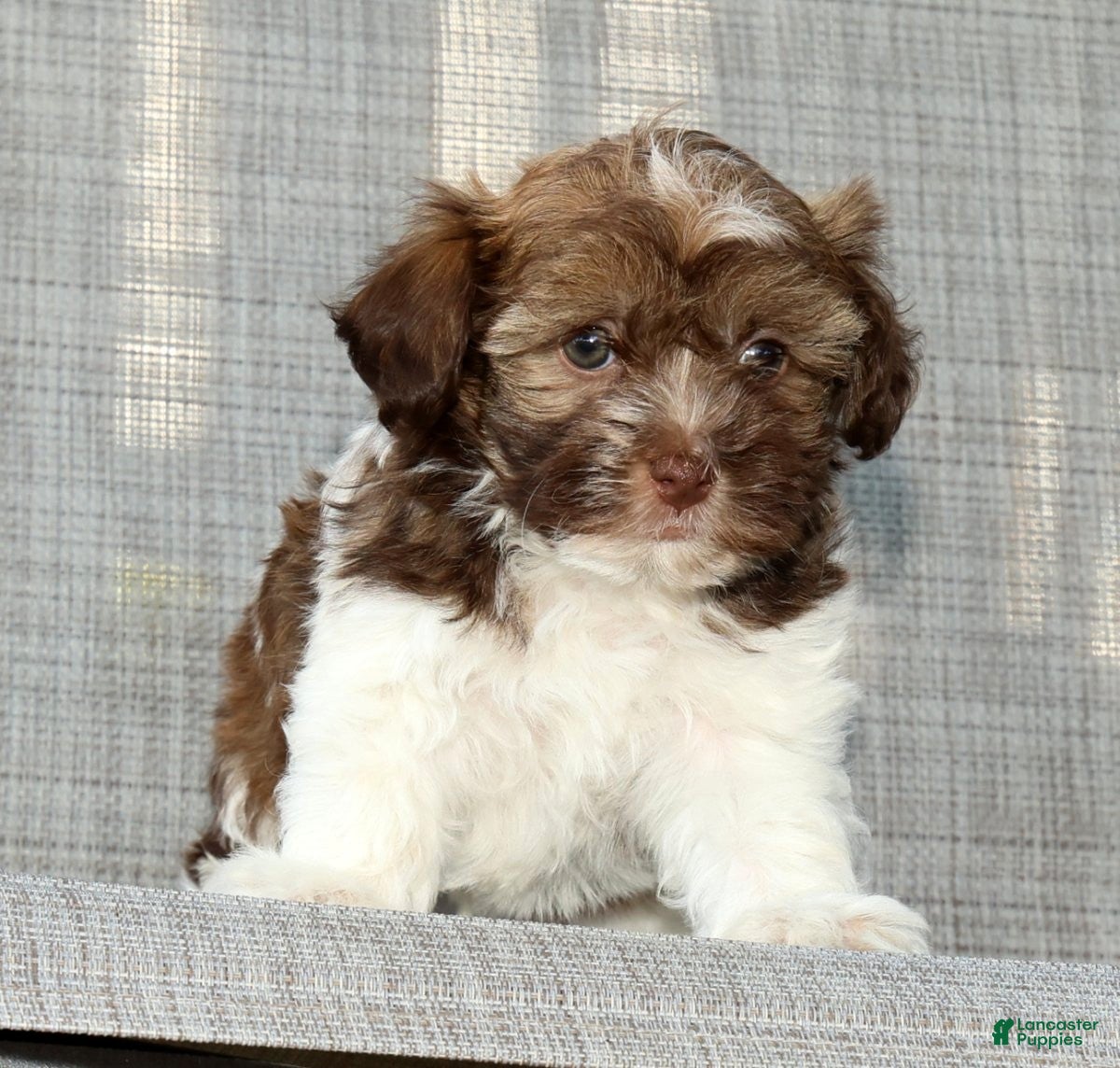 Havanese dogs for sale: Major - Ad 1